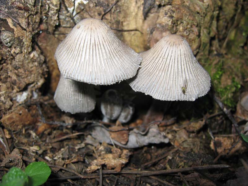 Coprinopsis echinospora